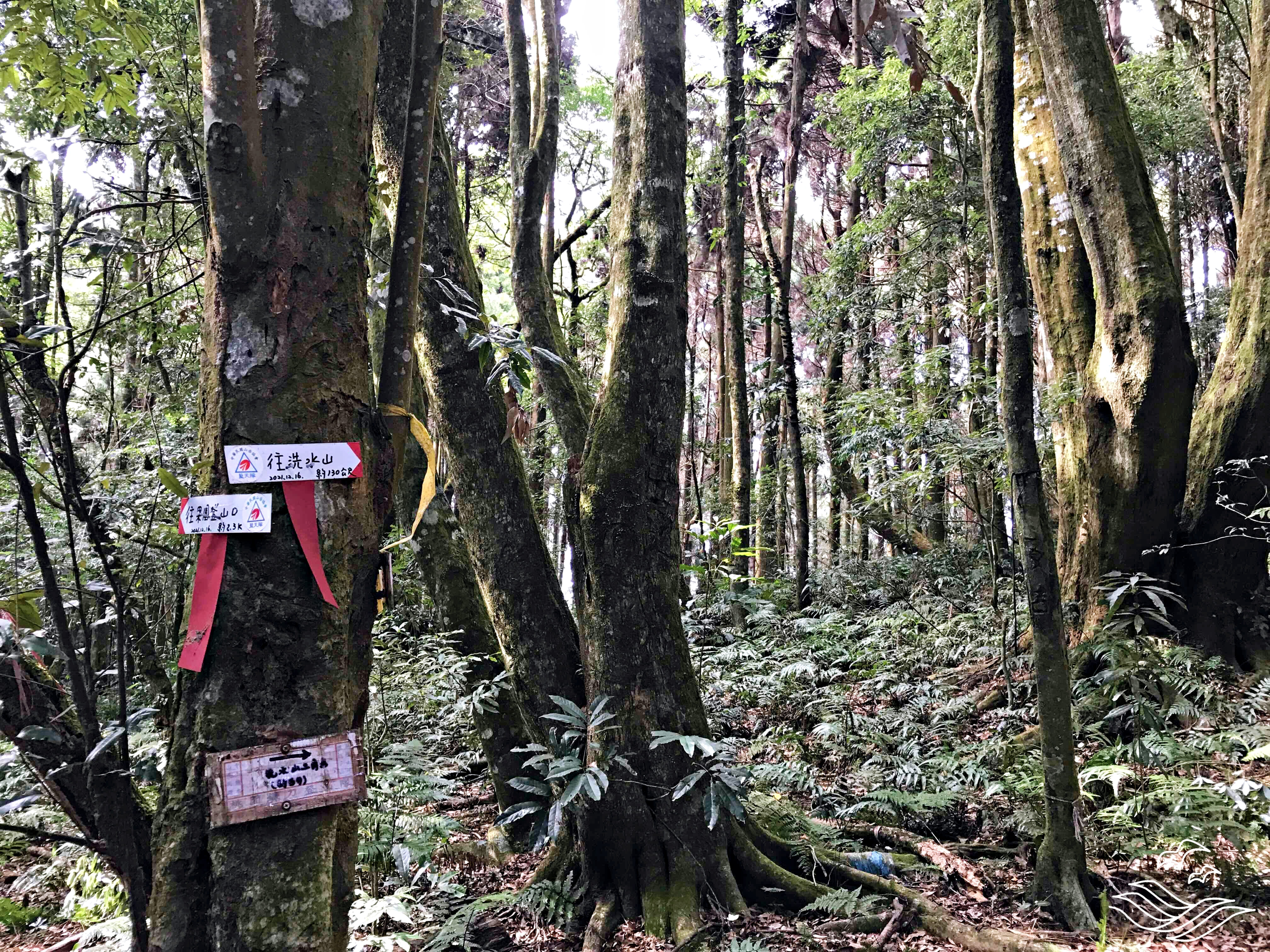 鳥洗縱走 岔路口