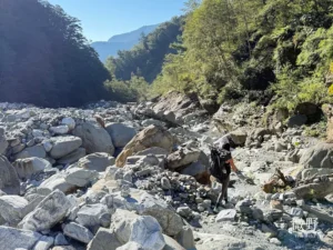 玉林橋下河床